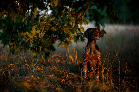 Brown dog sitting under the tree crown on the dry green grass open his mouth
