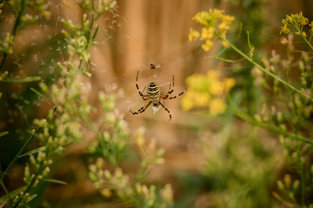 Black and yellow color spider on the spiderweb in the green forest