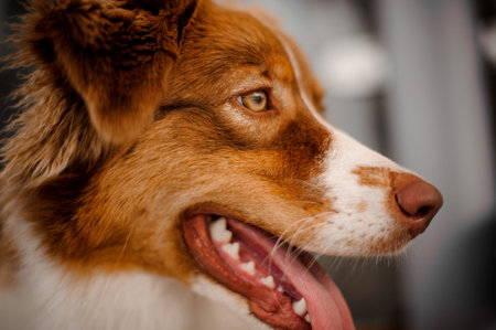 Ginger and white dog with a open mouth