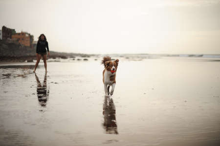Australian shepherd playing with its owner near seaの写真素材