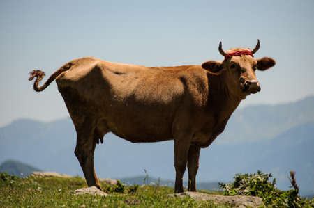 Cow with head bandage standing in the mountainsの写真素材