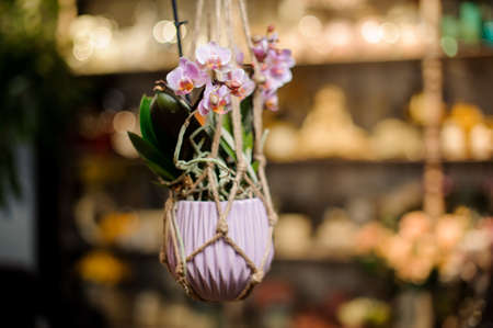 Rose color orchid with green leaves in the pink pot suspended on ropes in the blurred background of flower shopの写真素材