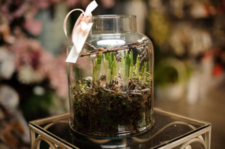 Glass jar with a soil covered by moss with green fresh bulbous on the table in the background of flower shopの写真素材