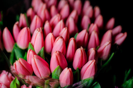 Beautiful big bouquet of close pink tulips with a green leaves in the transparent wrapping paper