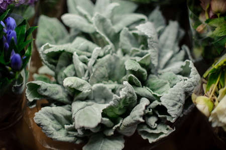 Bouquet of huge pale soft touch green leaves in the transparent wrapping paper in the flower shopの写真素材