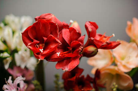 Beautiful red amaryllis flower in the background of white and peach color flowersの写真素材