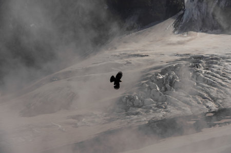 Black hawk flies above mountains covered in snow