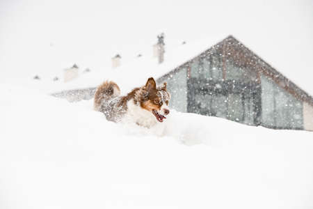 Australian shepherd running through the snow near buildingの写真素材