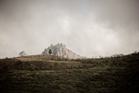 Landscape with small tree with rock on background