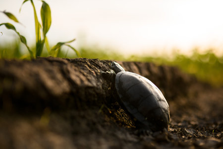 little black turtle creeps up the ground.の写真素材