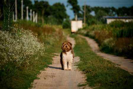 View on shaggy dog which stands on path in the field.の写真素材