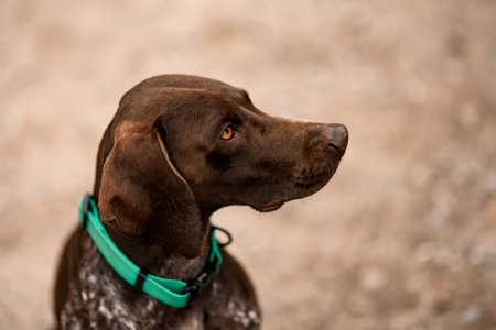 close-up of the head of lovely brown dog