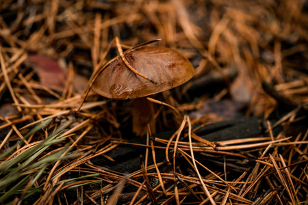 single mushroom with dark brown cap grow among dry branches and needles