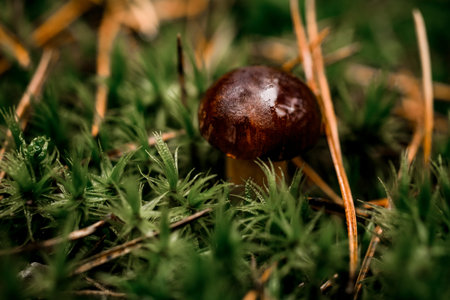 close-up view of small edible mushroom with dark brown wet cap growing in green moss