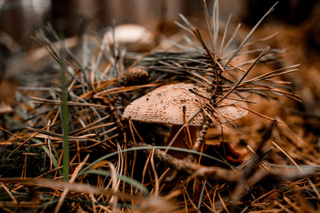 poisonous mushroom with white spots on its cap grows in pine coniferous forest