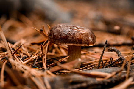 close-up of small edible mushroom with wet cap growing in dry fallen needlesの写真素材