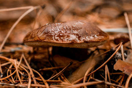 close-up of edible mushroom with wet wide cap growing in dry fallen needlesの写真素材