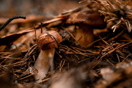 Beautiful edible mushrooms hidden in pine needles in the autumn forest.の写真素材