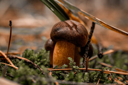 several mushrooms with dark brown caps grows on green moss in pine forest