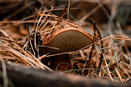 nice mushroom hidden in pine needles in the autumn forest.