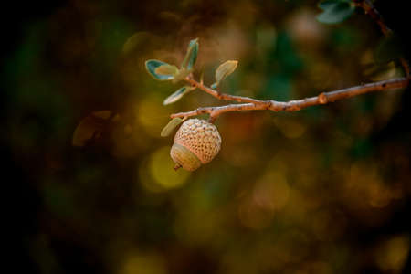 great view of tree branch with young green acorn on itの写真素材