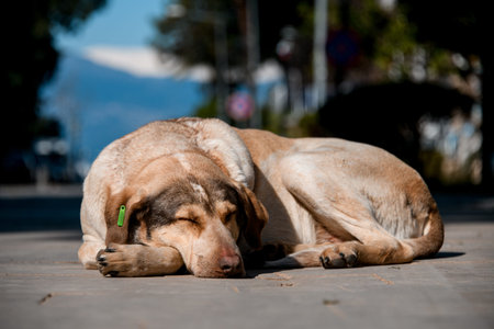 Big homeless stray dog sleeping on the street
