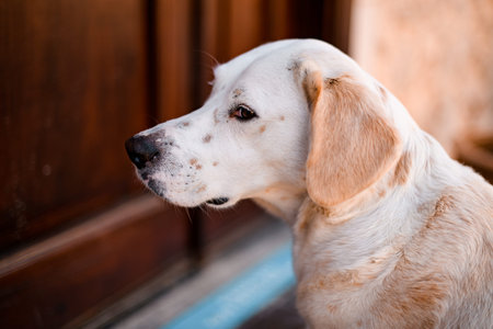 side view of head of lovely stray dog of mixed breed on the street