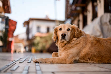 Beautiful view on cute shaggy dog lying and resting on the street.の写真素材