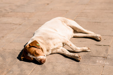 Big fat homeless stray dog sleeping on the street