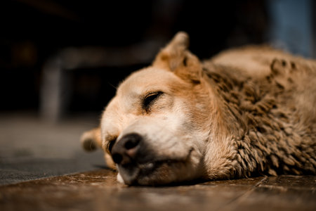 view on head of shaggy mongrel stray dog lying on and resting on the street.の写真素材