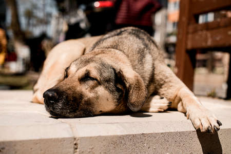 stray dog lies with closed eyes on the street on warm sunny dayの写真素材