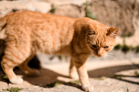 close-up of homeless ginger tabby cat walking on the street. Concept of stray cats, shelter for animalsの写真素材