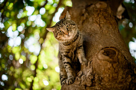 tabby cat sits on tree and looks at the camera.の写真素材
