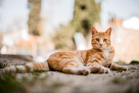 cute red tabby cat lies on the street on blurred background