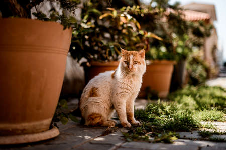 view on unkempt homeless red and white cat sitting on the streetの写真素材