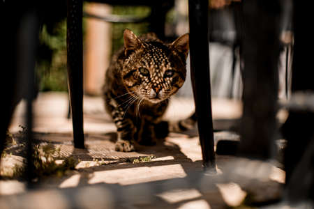 incredible view of the cat passing between the bars of the iron fenceの写真素材