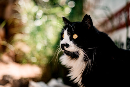 portrait of beautiful long haired black with white markings catの写真素材