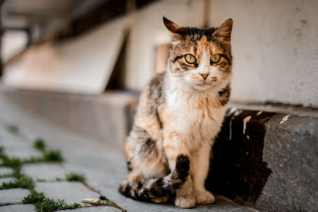cute striped cat sitting on the street on blurred backgroundの写真素材