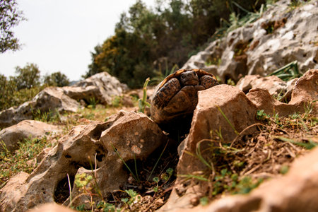 Close-up view of turtle climbing on stone at meadow on a sunny day