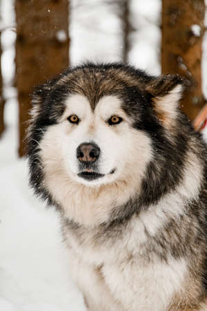 Selective focus on gorgeous gray and white Alaskan Malamute dogの写真素材