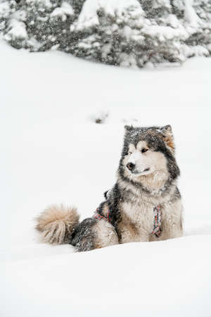 Photo of sled dog Alaskan Malamute with gray and white thick furの写真素材
