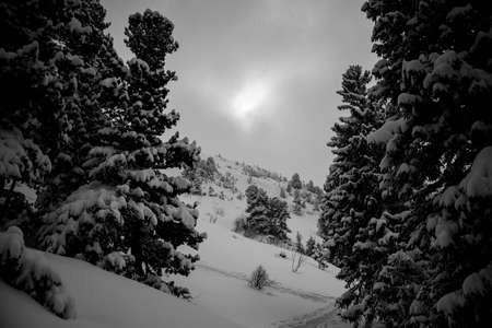 Great snow-covered evergreen fir trees growing on a mountain slopeの写真素材