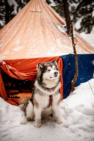 Beautiful grey sled dog sitting on snow near camping tent.の写真素材