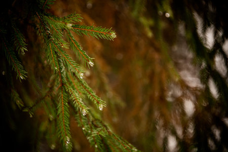 close-up of spruce branches with bright green needles and water droplets.