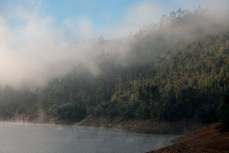 beautiful hillside covered with trees near the water covered with white haze and fogの写真素材