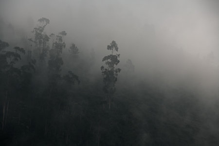 coniferous forest with trees on hillside in thick mist.