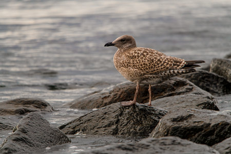 Young herring gull on stone. Side view of bird in natural habitat