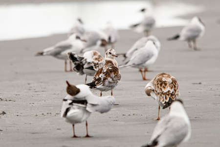 selective focus on gull among group of birds on the seashoreの写真素材