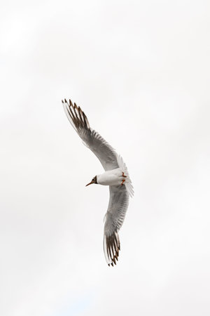 black-headed gull also known as Chroicocephalus ridibundus soaring in the sky.