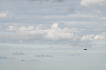 beautiful view of the blue sky with white clouds and flying seagulls